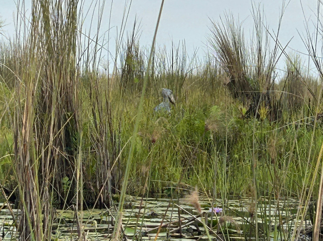 Shoebill Watch-恩德培必去景点