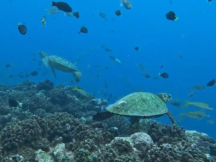 Moorea Ocean Adventures-莫雷阿岛必去景点