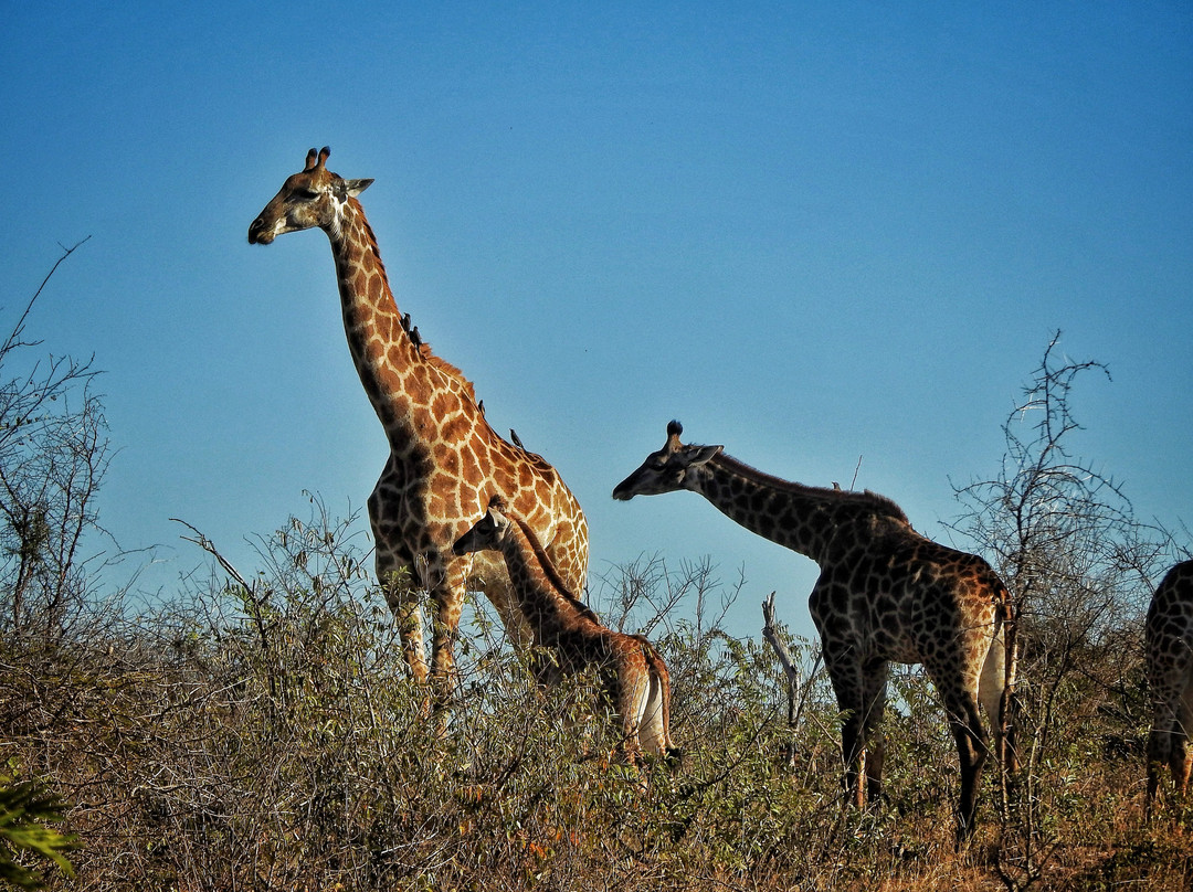 The Kruger Safari Co.-司库库札必去景点