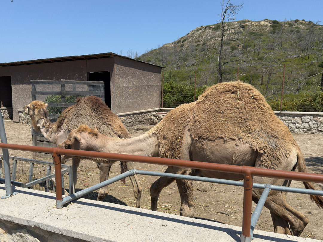 Farma of Rhodes Petting Zoo景点图片