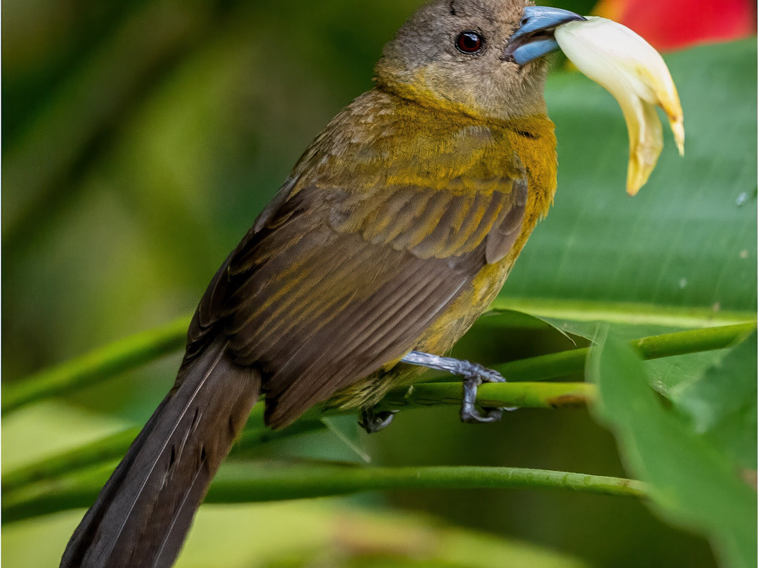 La Quinta Sarapiqui Lodge主图