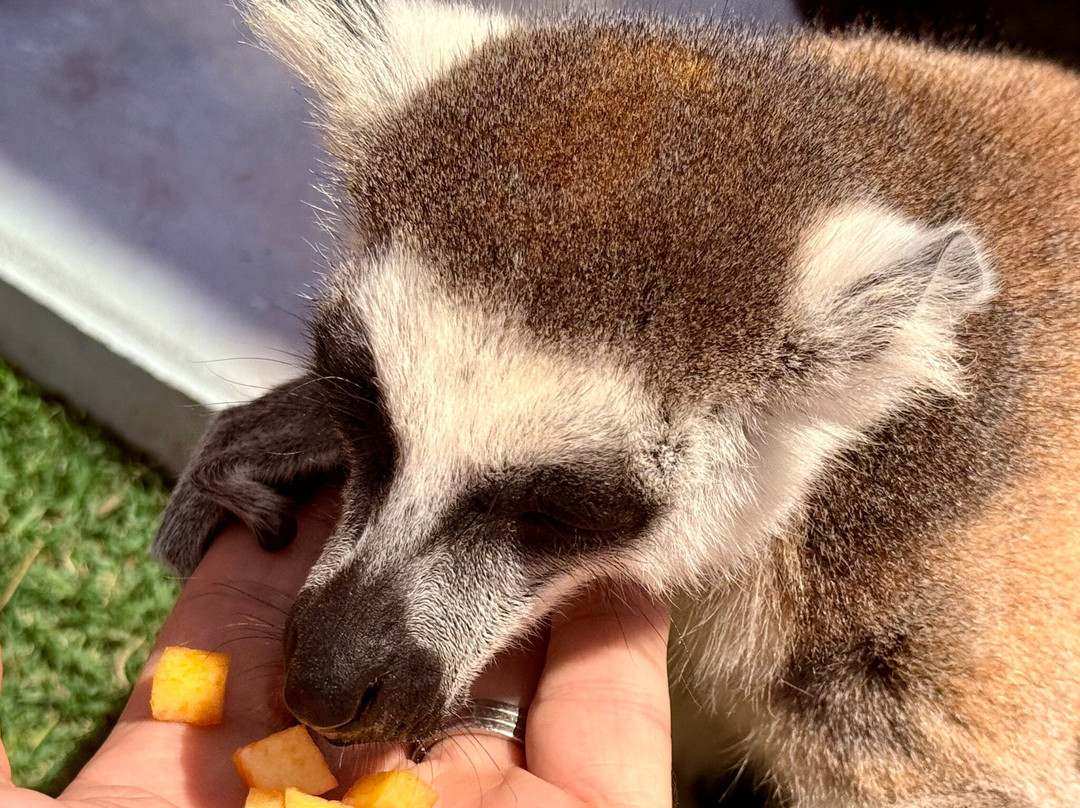 Farma of Rhodes Petting Zoo景点图片