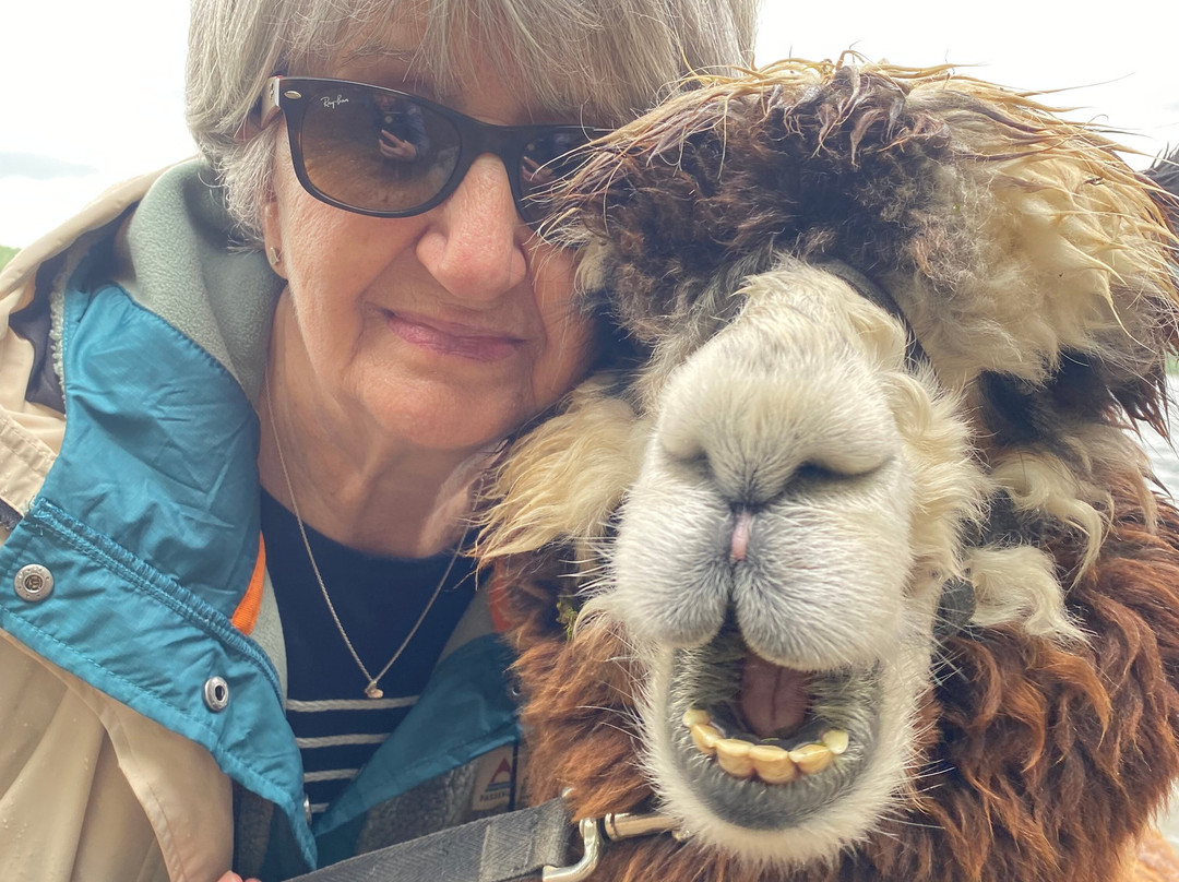 Alpacaly Ever After景点图片