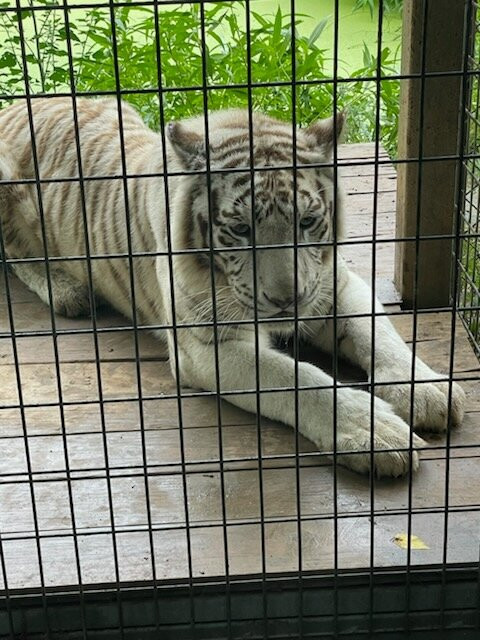 Safari Zoological Park景点图片