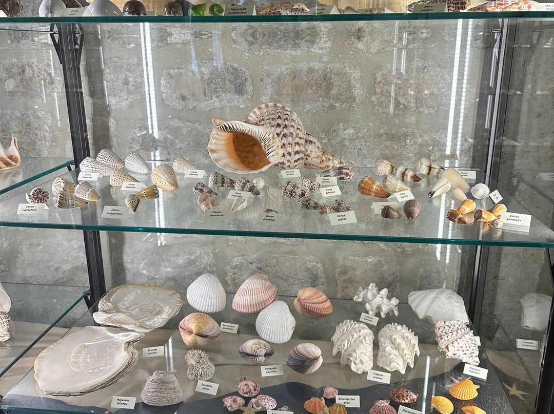 Shells Museum Malakoloski Muzej-玛卡沙必去景点