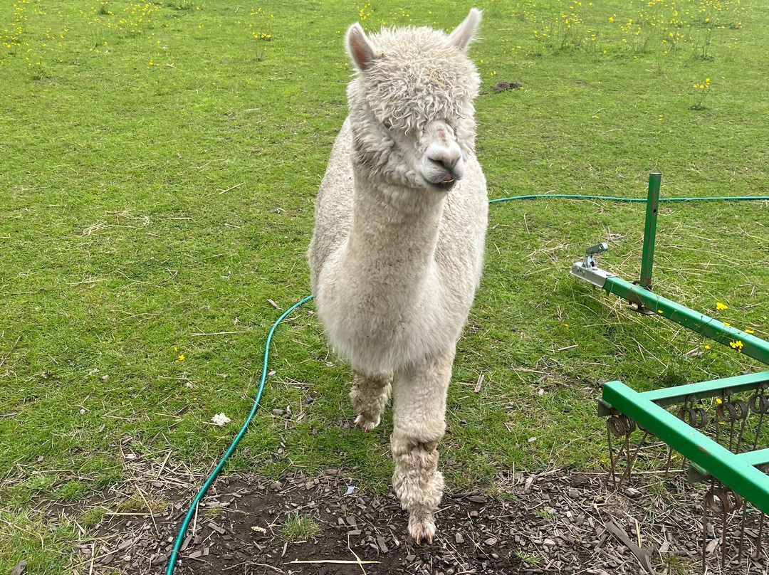 Woodlands Alpaca Farm-沃灵顿必去景点