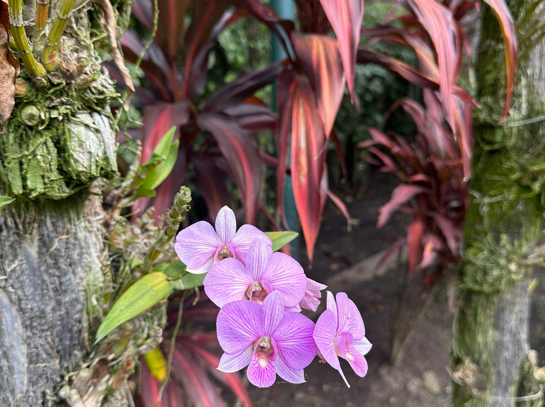 Port Moresby Nature Park-莫尔兹比港必去景点