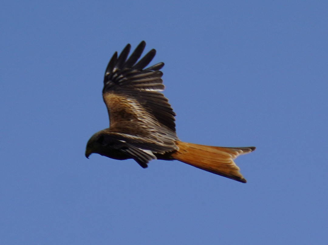 GG Wildlife Experiences Ltd-Goring-on Thames必去景点