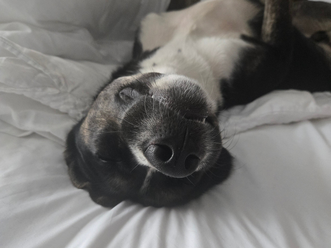 Red Roof Inn & Suites Macon主图