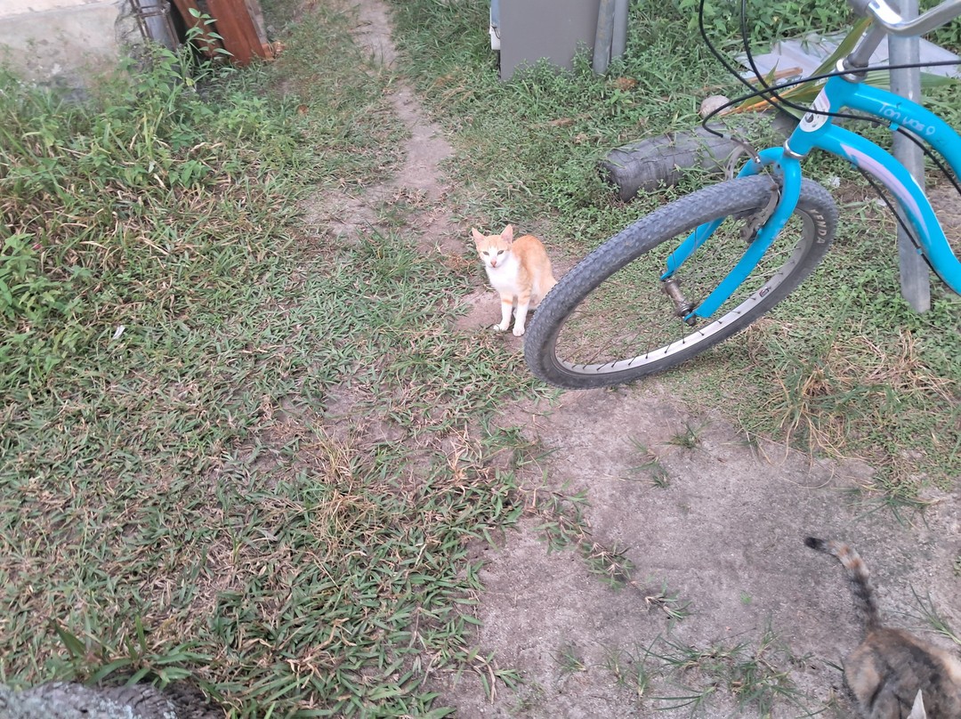 Nedy's Bicycle Rental-La Digue必去景点