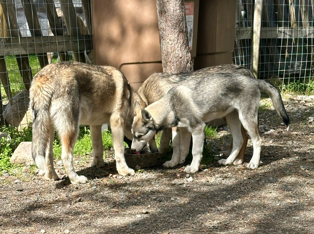 Arctic Circle Husky Park-罗瓦涅米必去景点