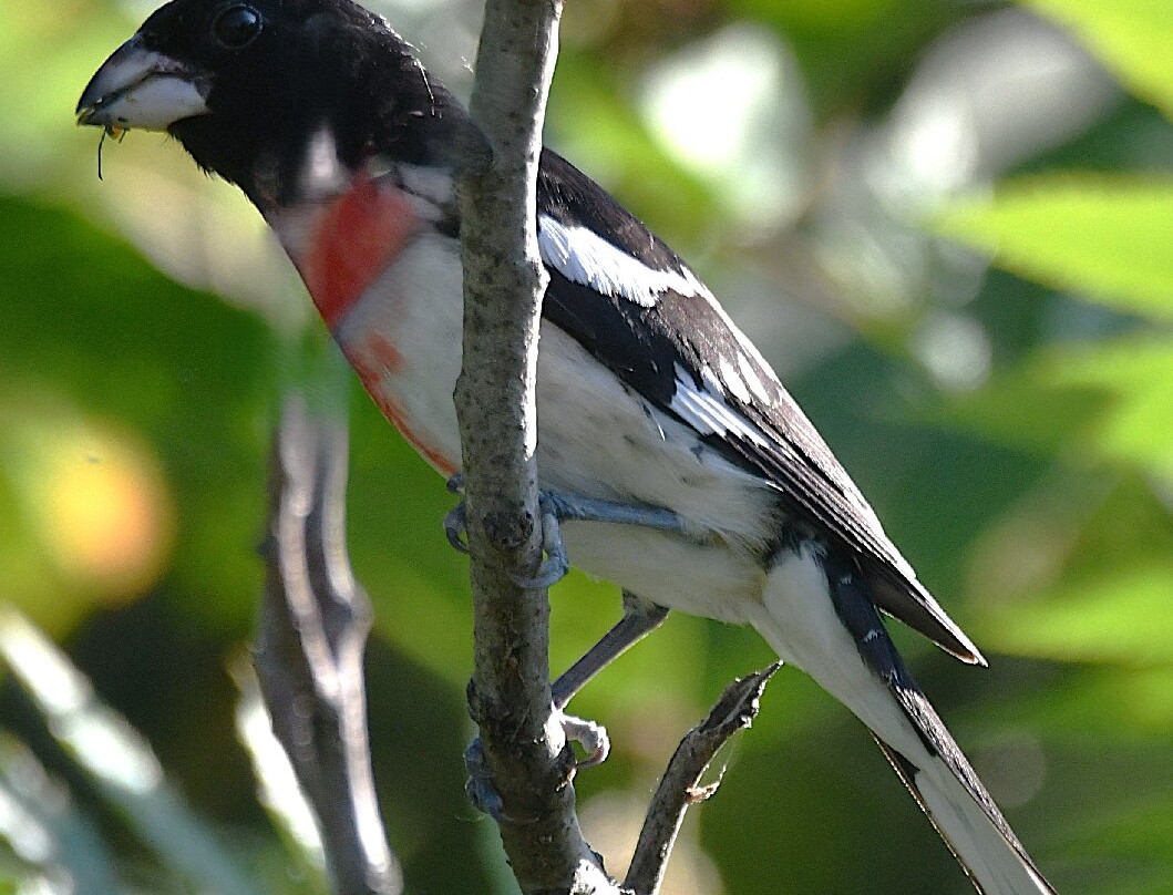 Lakeshore Nature Preserve at University of Wisconsin-麦迪逊必去景点