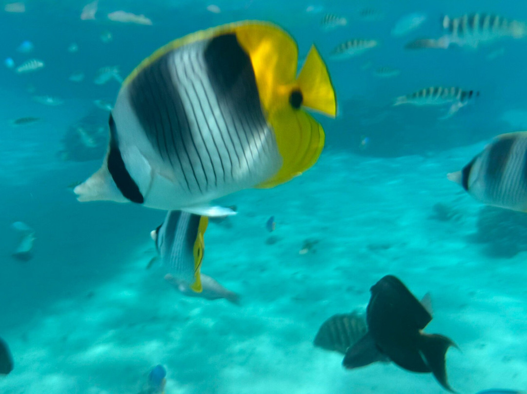 Huahine Dream Tours-Huahine必去景点