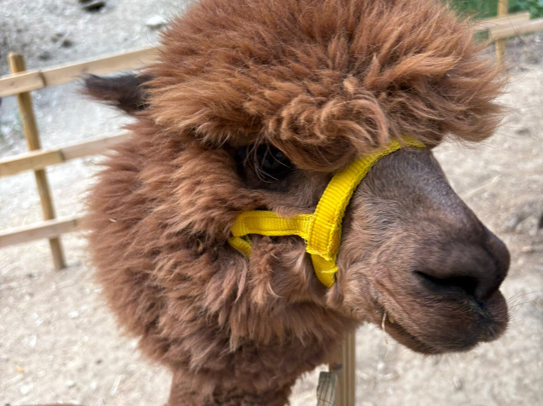 Basilicata Alpaca-Acerenza必去景点