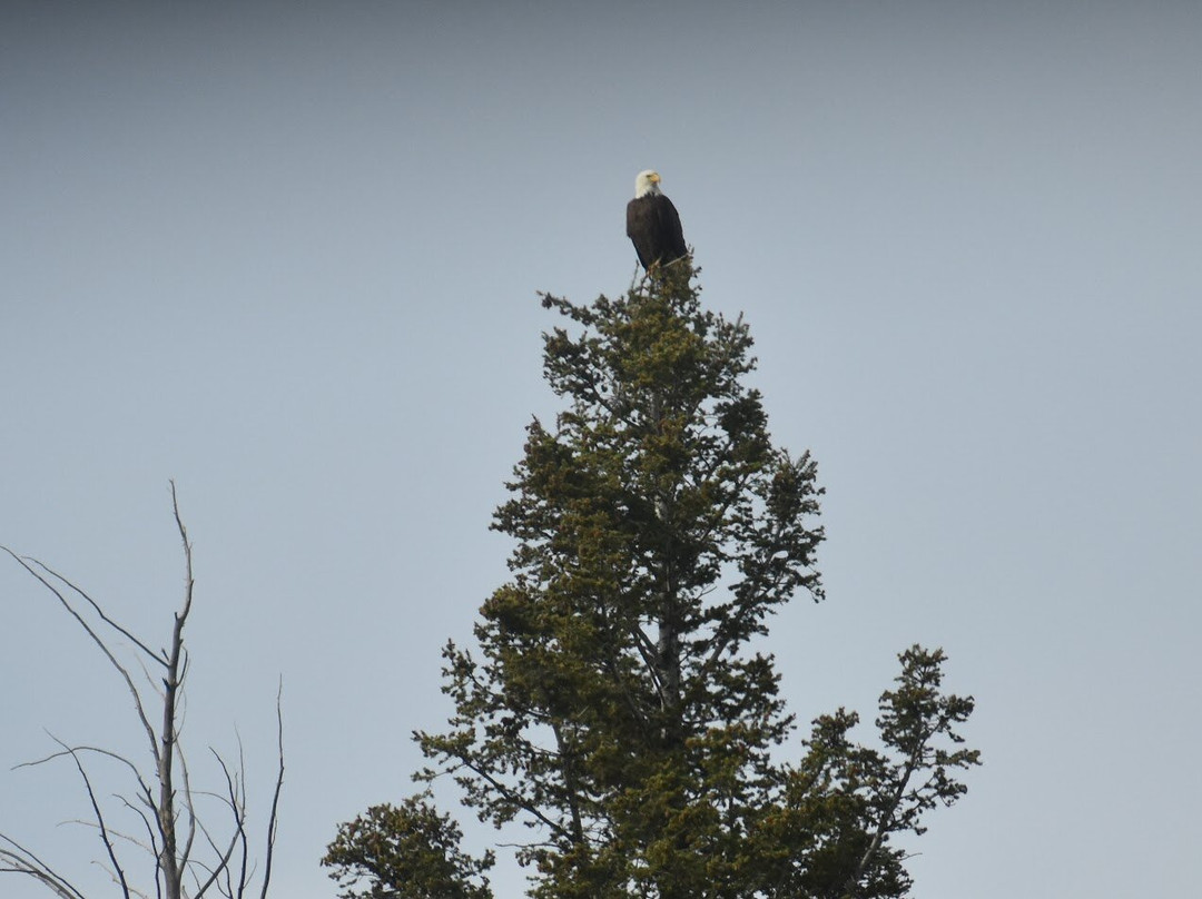 Wake Up to Wildlife Tour-黄石国家公园必去景点