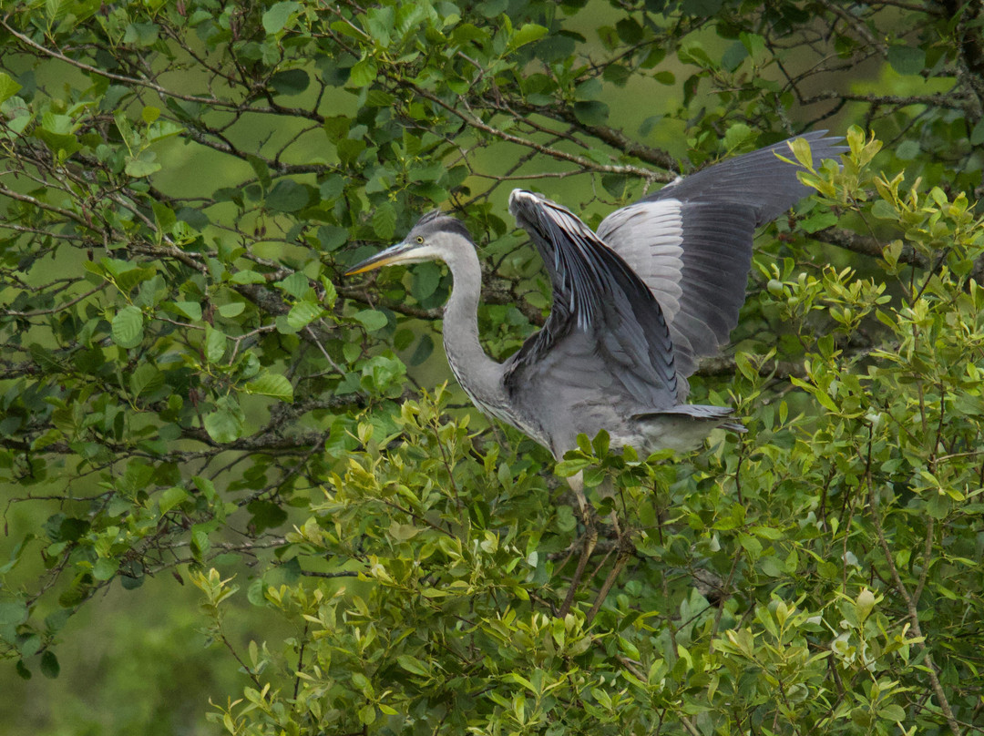 Trossachs Osprey Hide-卡兰德必去景点