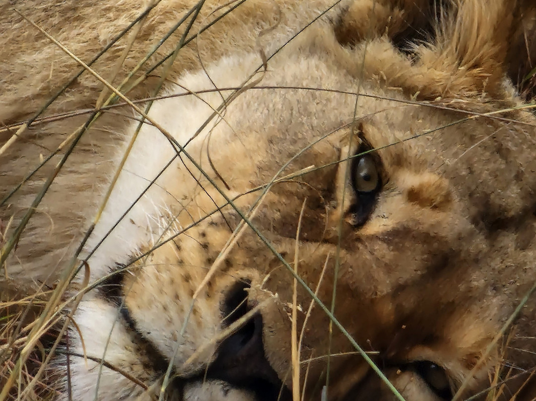 Honeyguide Ranger Camp-Entabeni Game Reserve必去景点