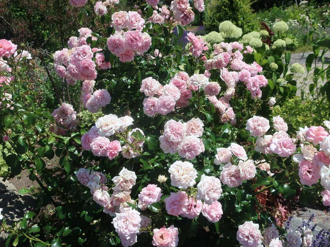 Iwamizawa Service Area Inbound-岩见泽市必去景点