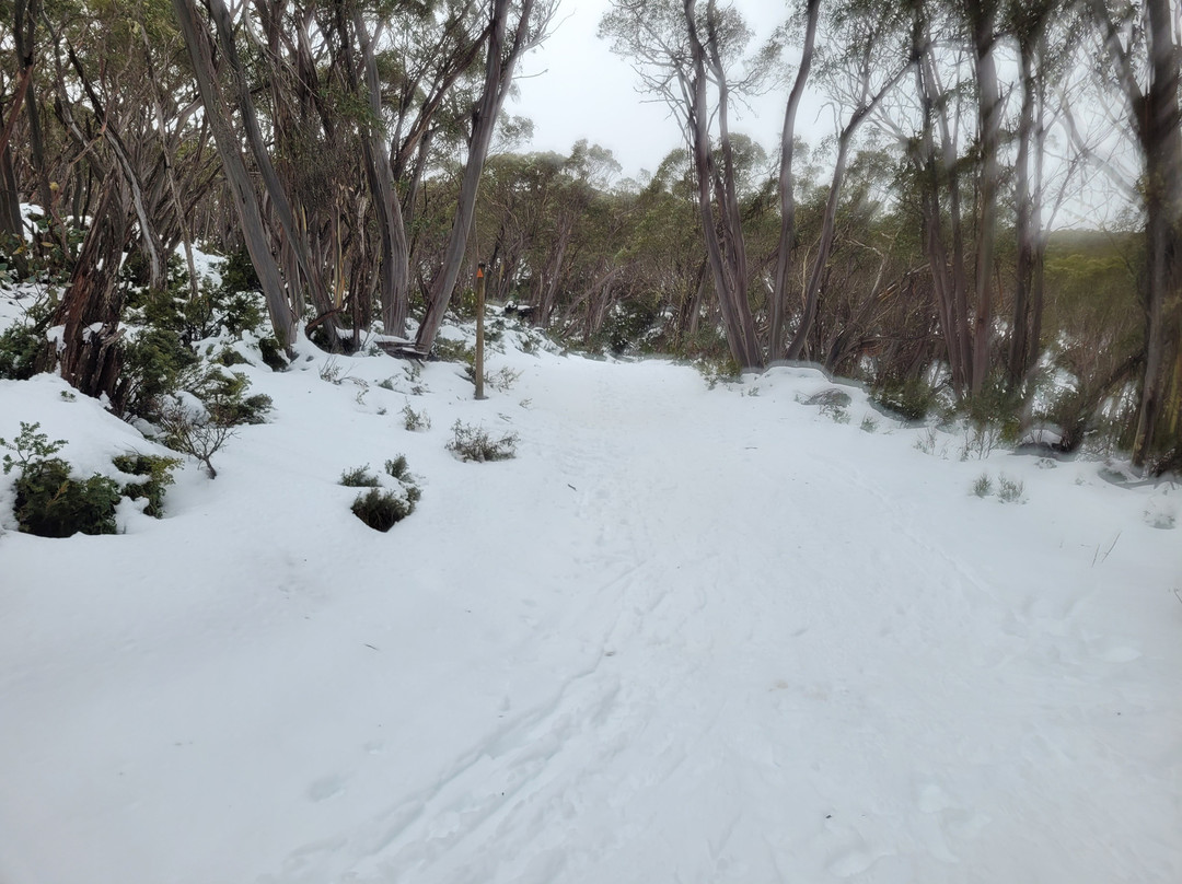 Mount Baw Baw Alpine Resort-Mount Baw Baw必去景点