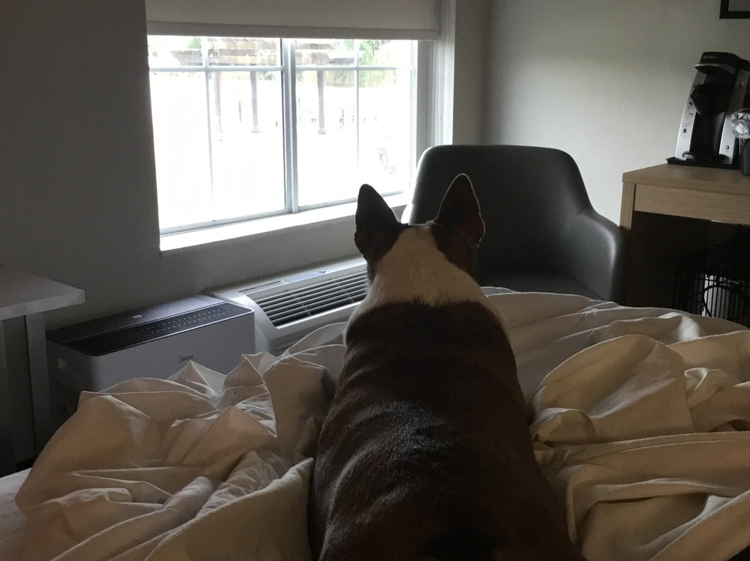 La Quinta Inn & Suites by Wyndham Bridge City主图