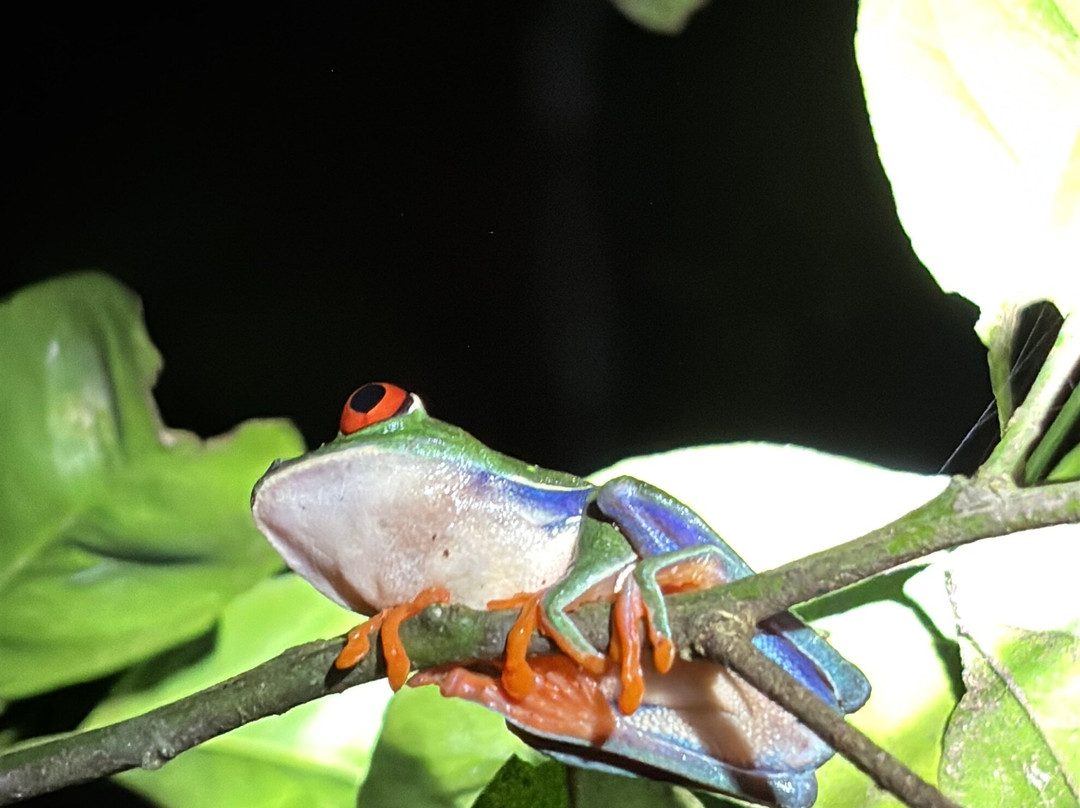 Frog's Paradise-Bijagua de Upala必去景点