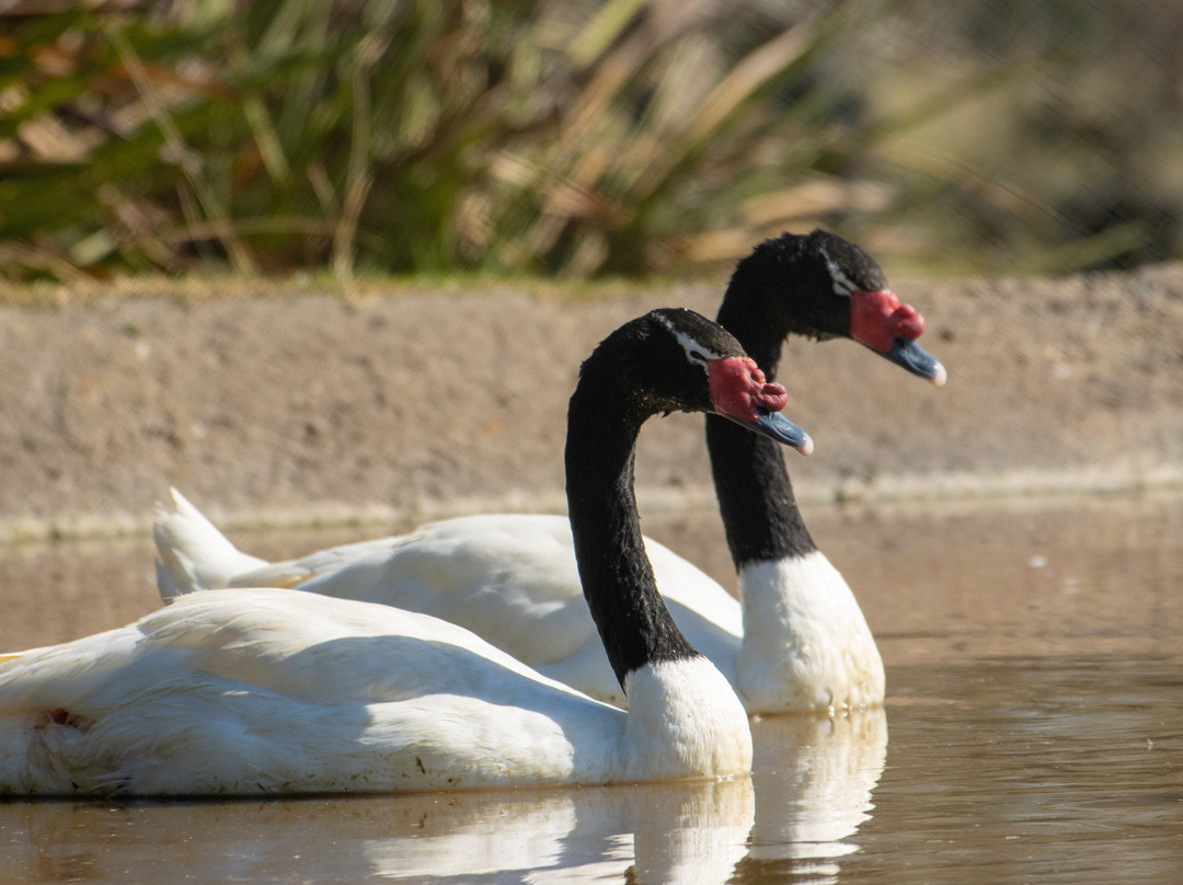 Parque natural de flora y fauna Dr. Talice-Trinidad必去景点