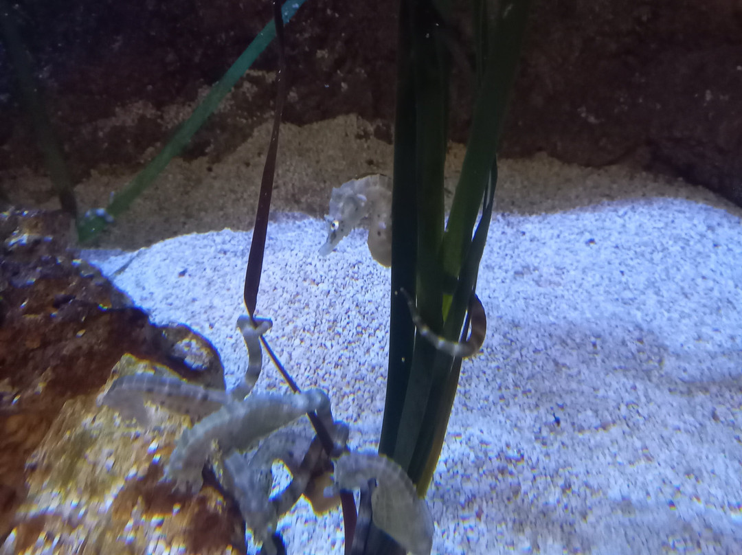 Malta National Aquarium-卡拉必去景点