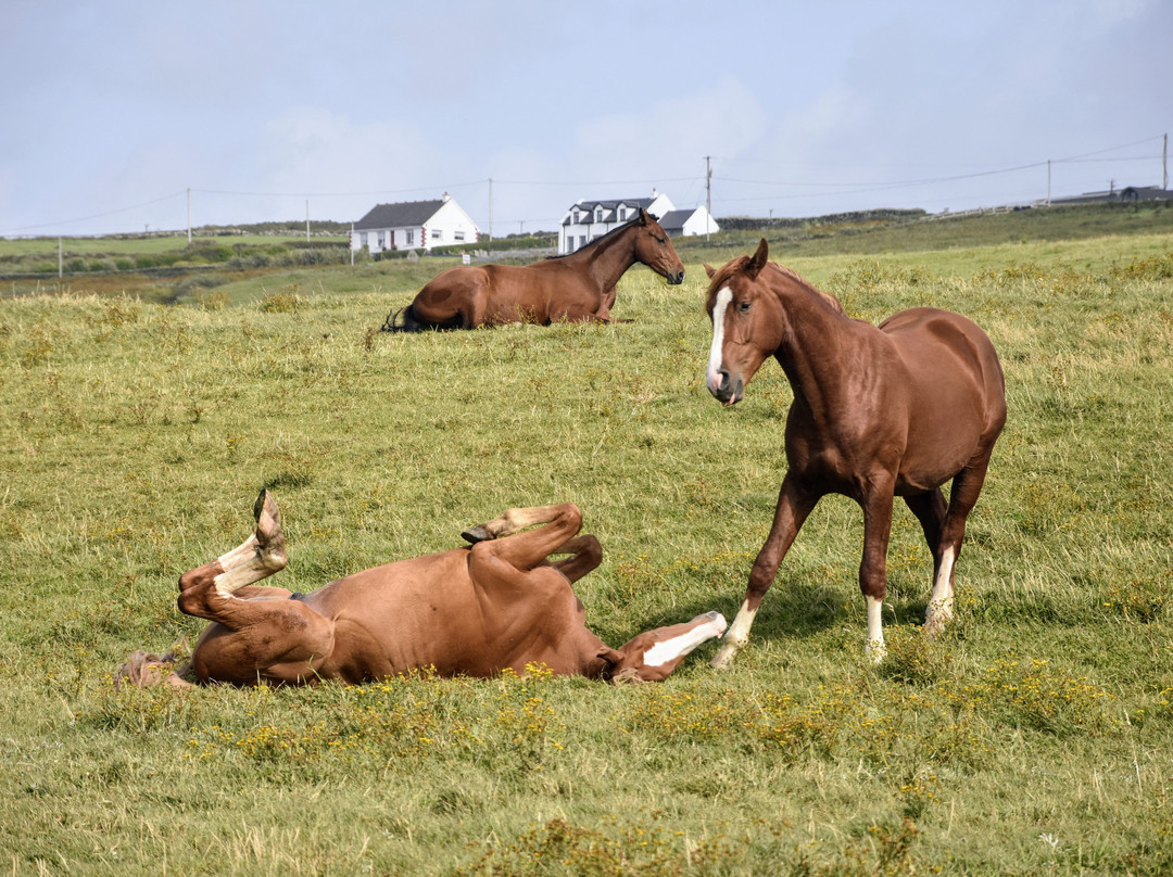 Il Ponticello Trekking Viaggi & Natura-佩萨罗必去景点