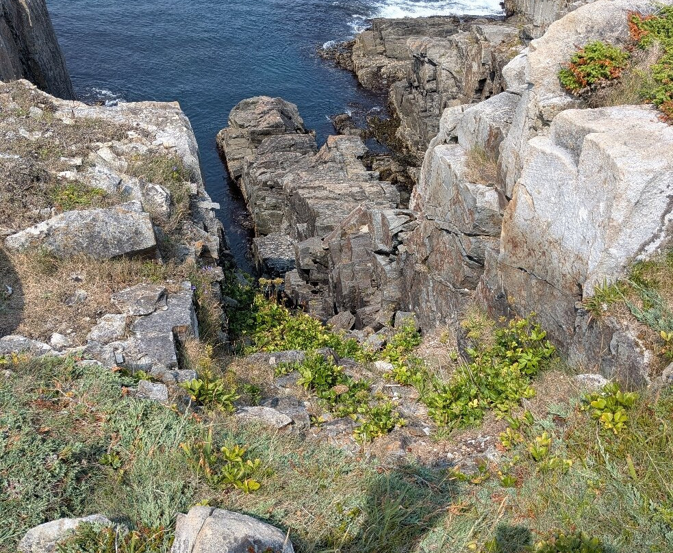 The Elliston Puffin Site-Elliston必去景点