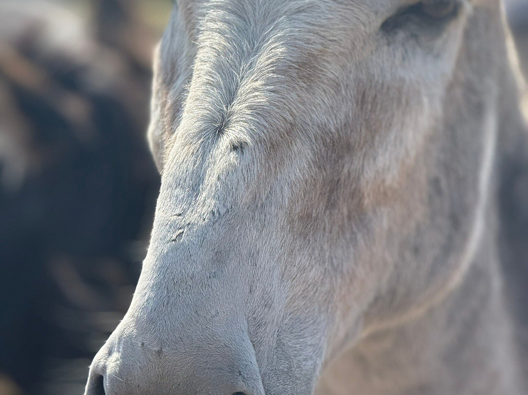 Hayling Island Donkey Sanctuary-海灵岛必去景点