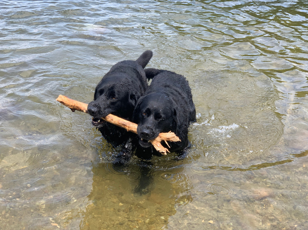 The Paw House Inn主图