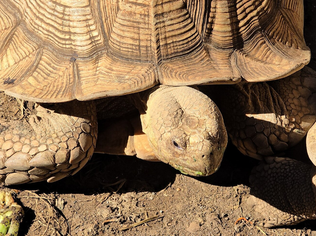 Le Jardin Des Tortues-Les Avirons必去景点