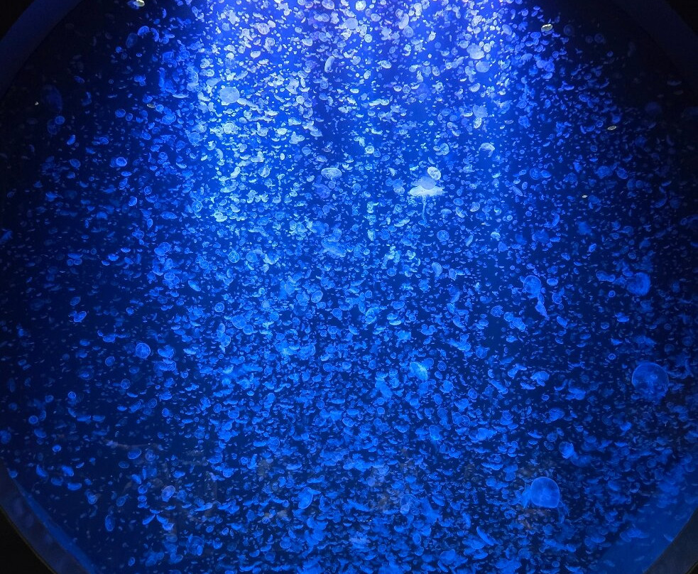 Tsuruoka City Kamo Aquarium-鹤冈市必去景点