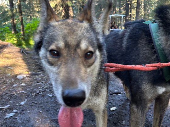 Turning Heads Kennel-苏厄德必去景点