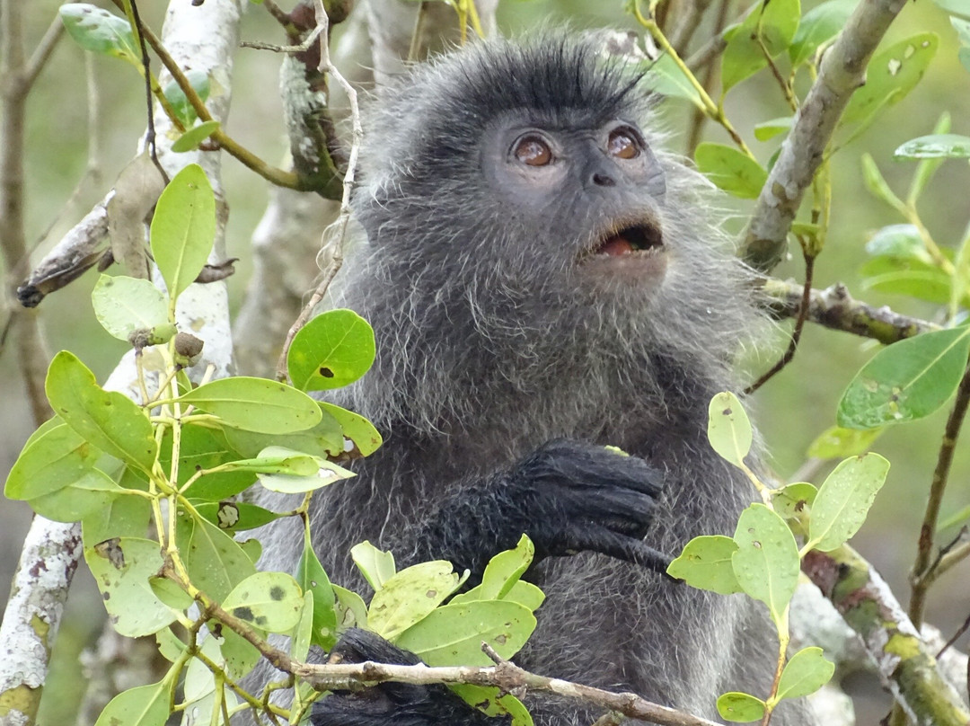 Bako National Park-古晋必去景点