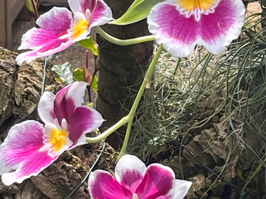 Eric Young Orchid Foundation-Trinity必去景点