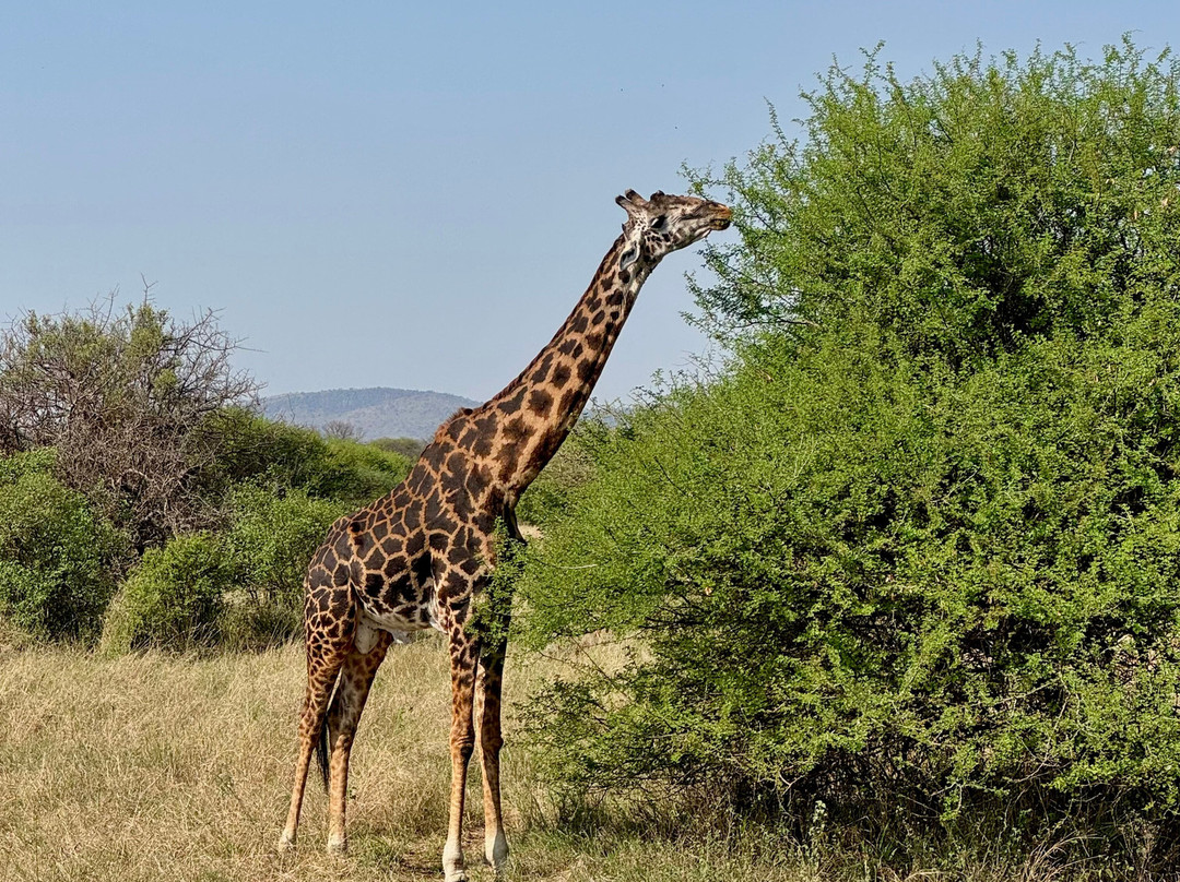 Trip Quest Safaris-阿鲁沙必去景点