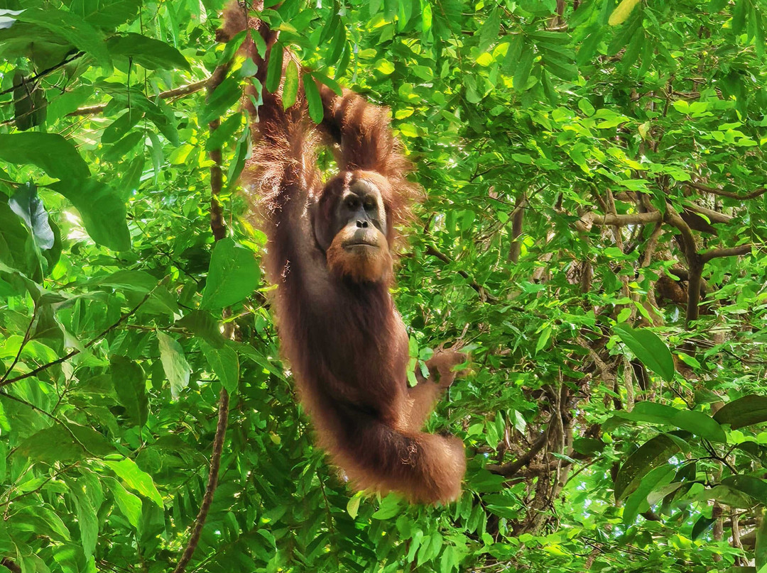 Sumatra Cheeky Monkeys主图