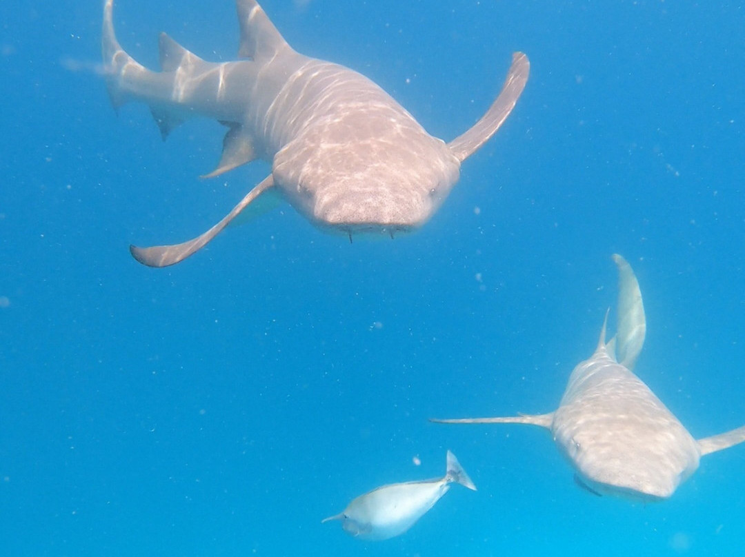 Fulidhoo Dive & Water Sports-Fulidhoo必去景点