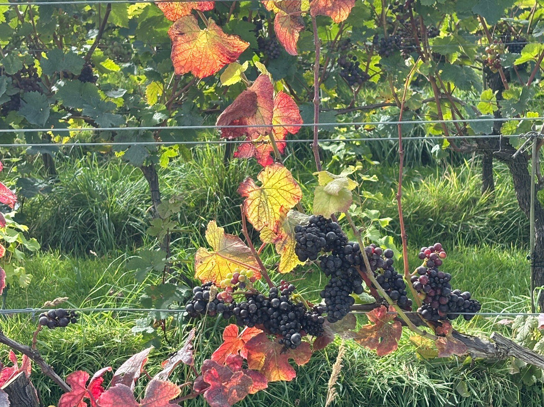 Trevibban Mill Vineyard & Orchard-Wadebridge必去景点