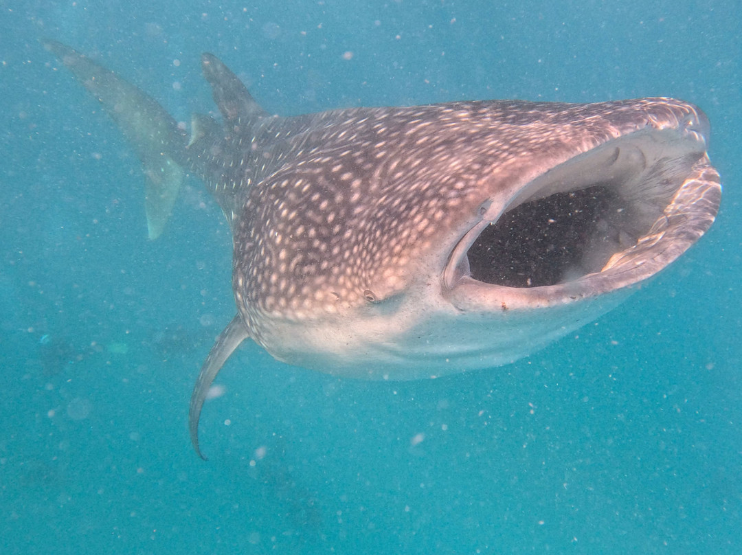 Fehi Velaa Dive-Dhonfanu必去景点