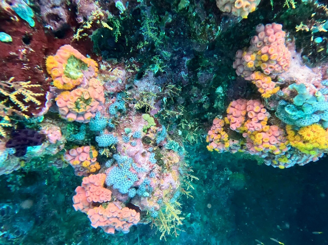 Cruising Raja Ampat - Wisesa Liveaboard-索龙必去景点