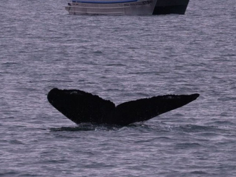 Alaska Galore Tours-朱诺必去景点