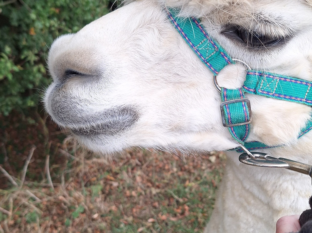 Hilly Ridge Alpacas-Wattisham必去景点