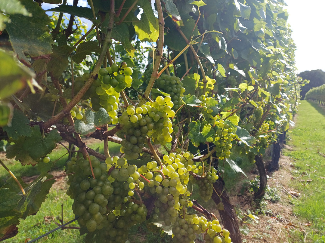 English Oak Vineyard-Lytchett Matravers必去景点
