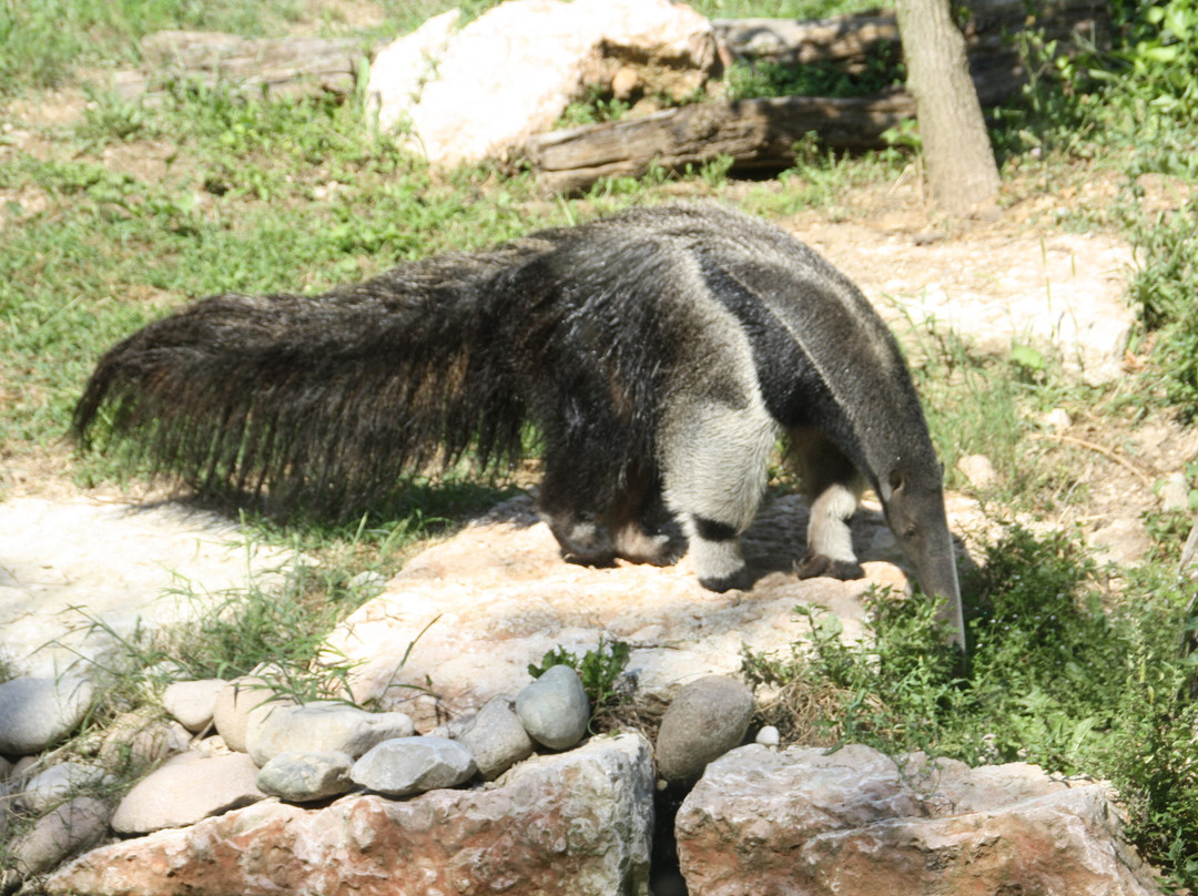 Parco Natura Viva-布索伦戈必去景点