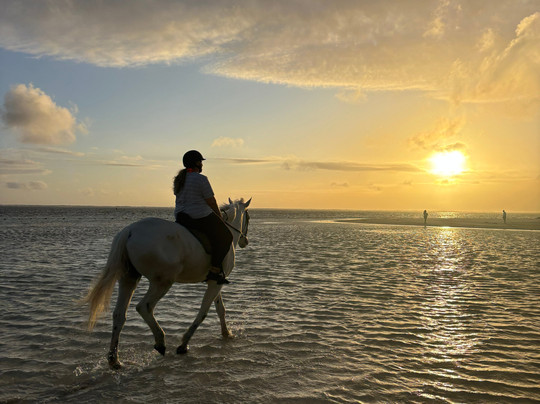 Legasea Stables Mauritius-Quatre Cocos必去景点