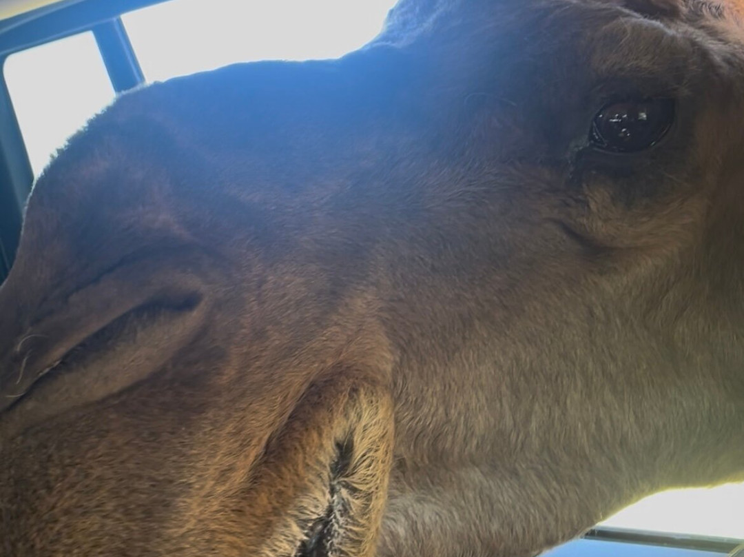 Parc Safari-Hemmingford必去景点