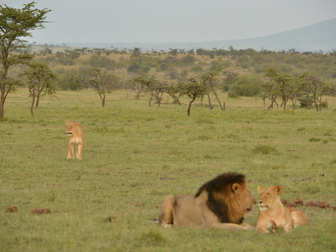 Mara Naboisho Conservancy-纳罗克必去景点