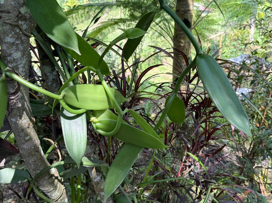Kubu Terrace Jatiluwih Official-Jatiluwih必去景点